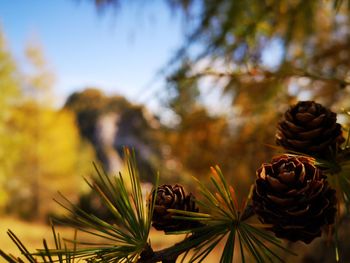 Close-up of pine cones