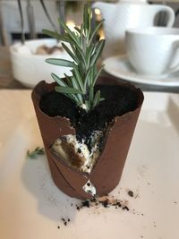 High angle view of potted plant on table