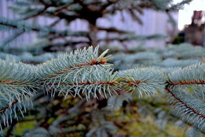 Close-up of pine tree