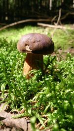 Close-up of mushroom growing on field