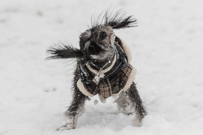 Dog on snow covered land