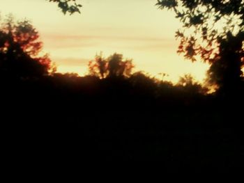 Silhouette of trees at sunset