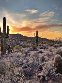 Cactus growing on field against sky during sunset