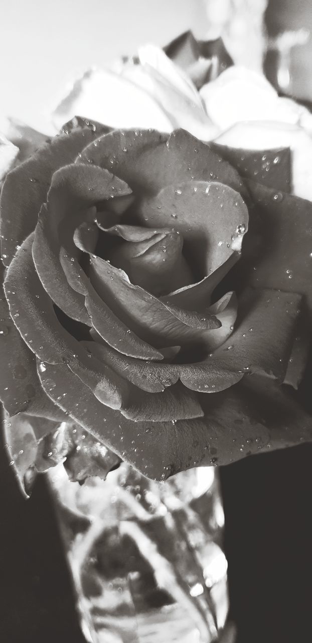 CLOSE-UP OF WET ROSE ON WHITE ROSES