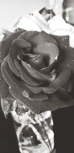 Close-up of wet rose