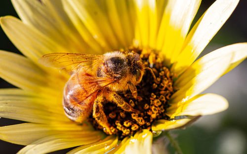 Honey bee collecting pollen on a yellow flower in spring