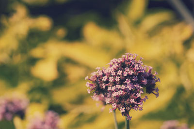 Close-up of purple flowering plant on field