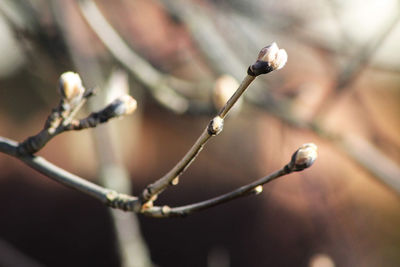 Close-up of flower buds growing on branch