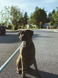 Dog pulling against leash