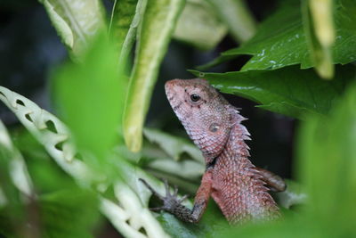 Close-up of lizard on plant