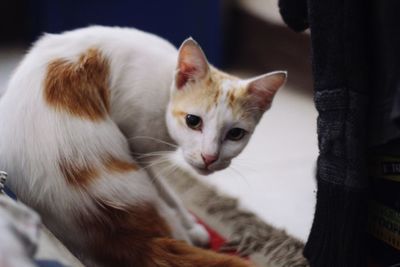 Close-up portrait of a cat