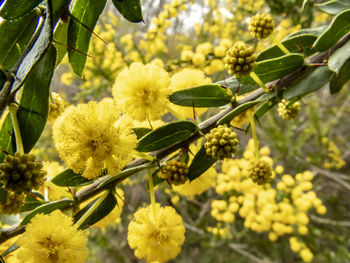 Close-up of yellow flowering plant