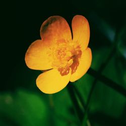 Close-up of yellow flower blooming outdoors