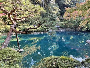 Scenic view of lake in forest