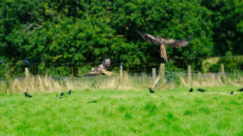 Bird flying over a field