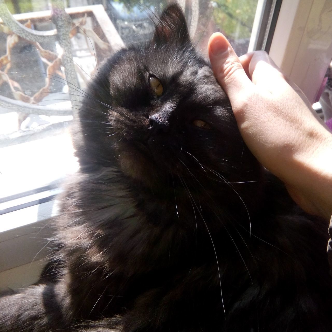 EXTREME CLOSE UP OF CAT HOLDING BALL