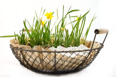 Close-up of plants against white background