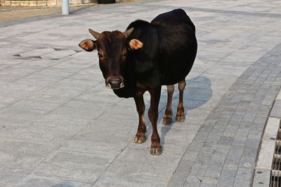 Cow standing on footpath