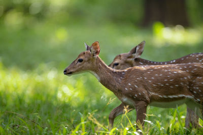 Side view of deer on land