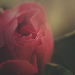 Close-up of red rose