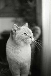 Close-up of cat looking away