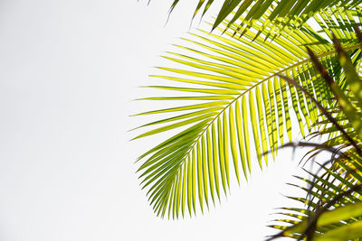 Low angle view of palm tree against clear sky