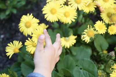 Low section of person standing on yellow flowering plants