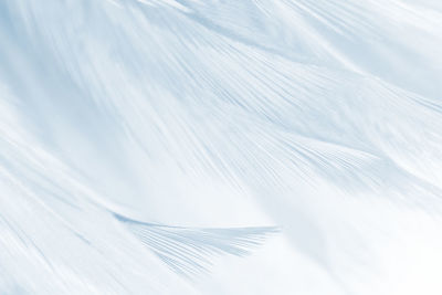 High angle view of feather on table