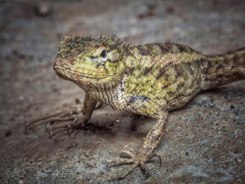 Close-up of lizard