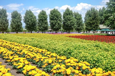 Scenic view of flowering trees on field against sky