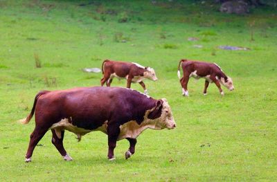 Horse grazing on grassy field