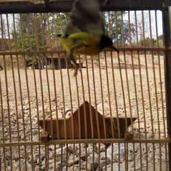 Bird on railing against trees