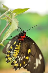 Close-up of butterfly on leaf