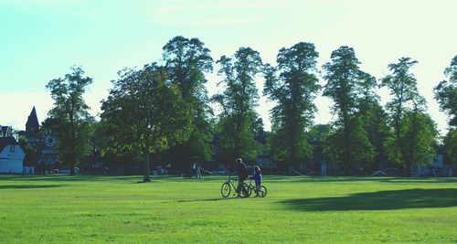 Trees in park