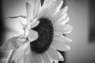 Close-up of flower blooming outdoors