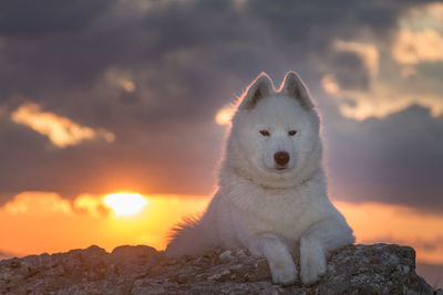 Close-up of dog on rock against sky during sunset