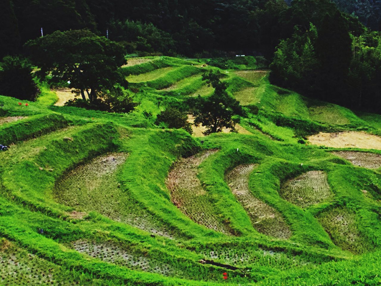 大山千枚田