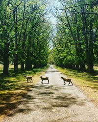 Trees in park