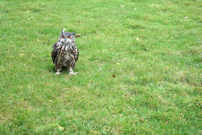 Bird on grassy field