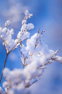 Beautiful frozen grass during the early spring.