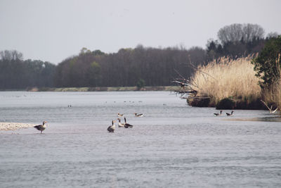 View of birds in lake against clear sky