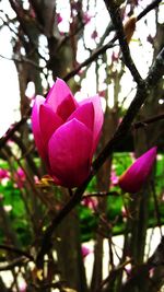 Close-up of pink flowers