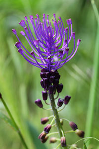 Close-up of purple thistle blooming outdoors