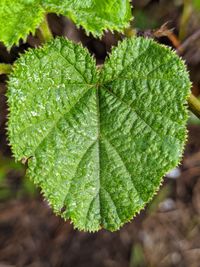 Close-up of fresh green leaves