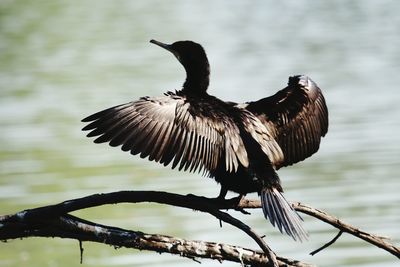 Close-up of bird perching on lake