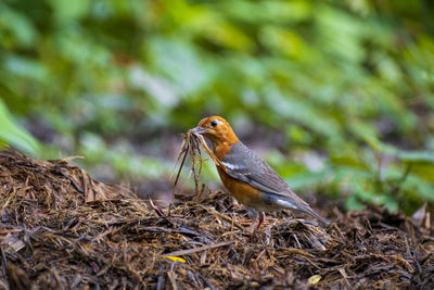 Close-up of bird perching on nest