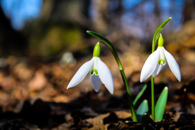 Close-up of white flower