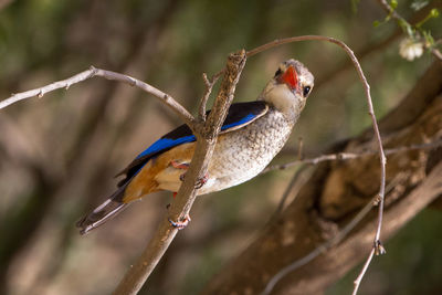 Close-up of bird perching on tree