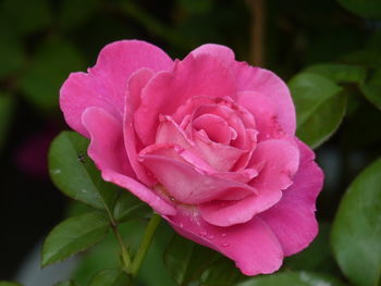 Close-up of pink rose flower