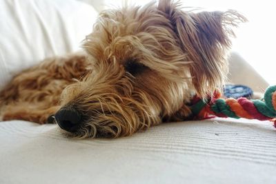 Close-up of dog lying on bed